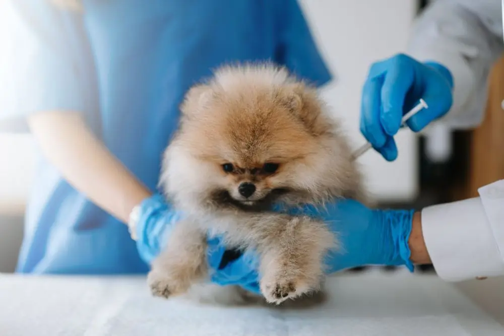 Prevencion del Parvovirus en Perros