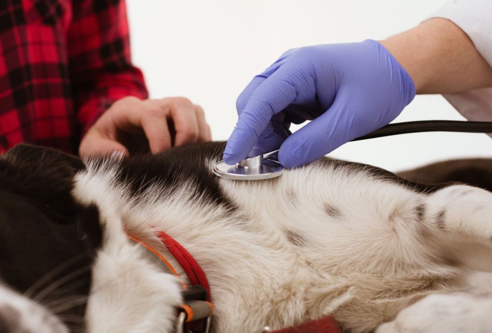 Principales causas de la torsion en perros