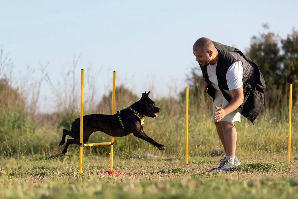 Que causa la sed excesiva en los perros