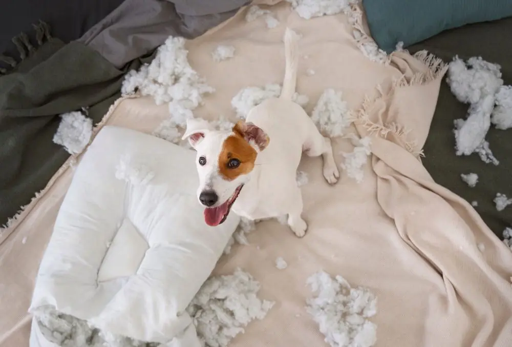 Senales de estres en perros