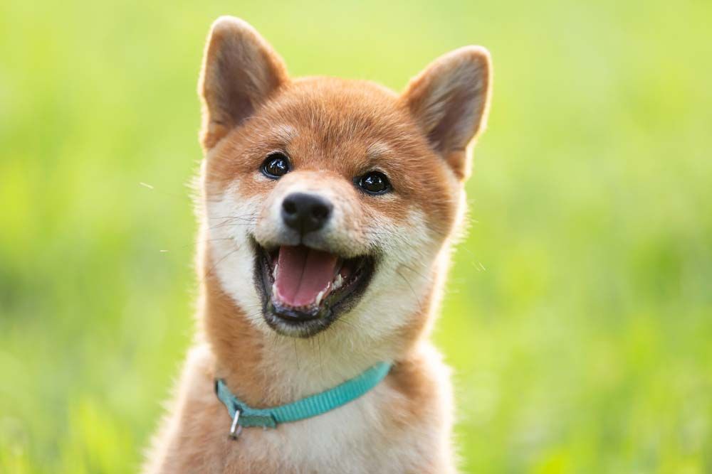 Shiba Inu
