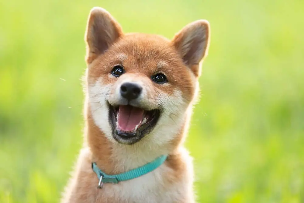 Shiba Inu