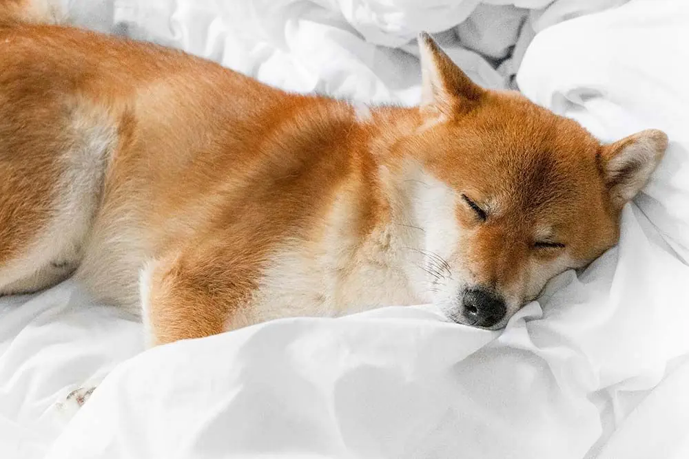 Shiba Inu dormido