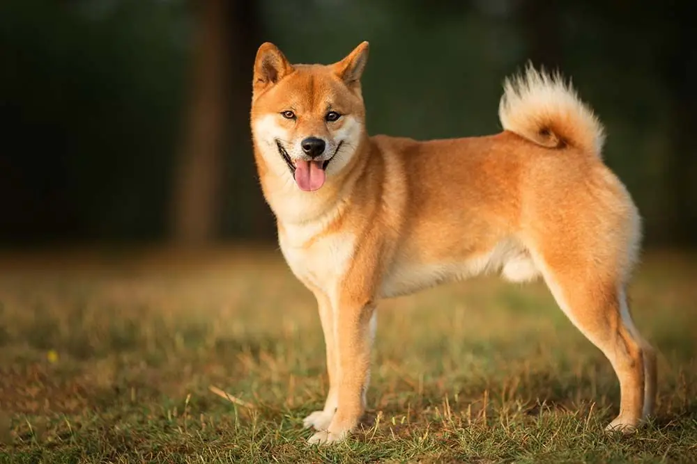 Shiba inu medidas