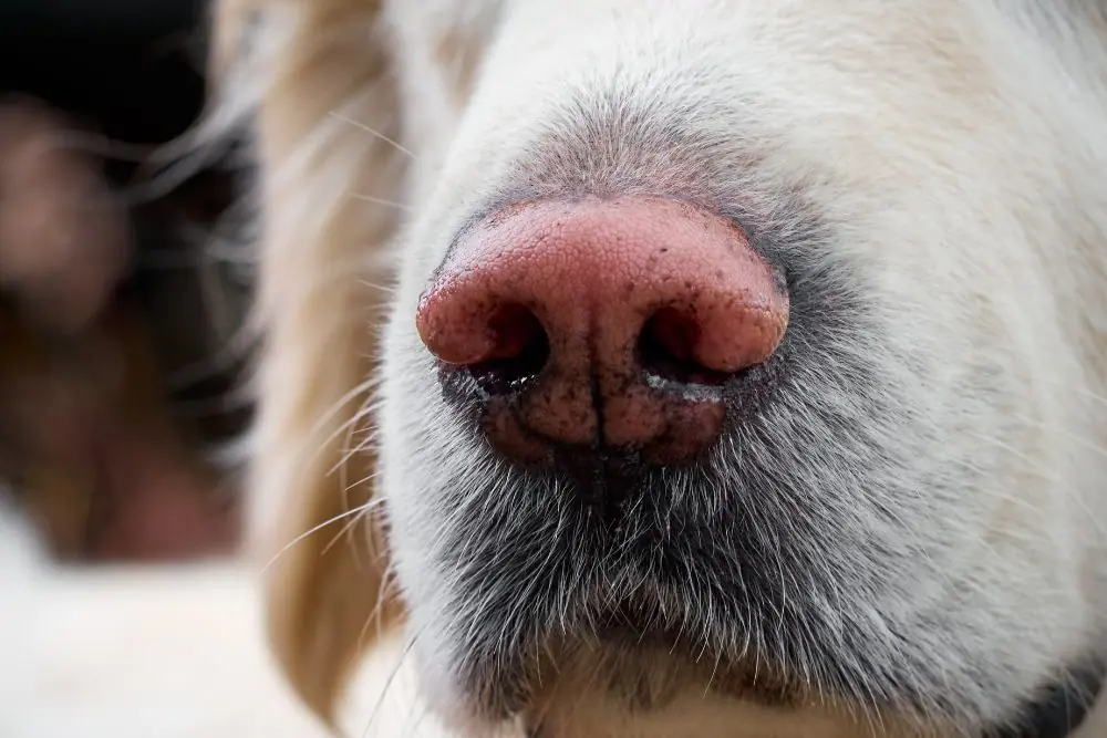 Sintomas del moquillo en perros