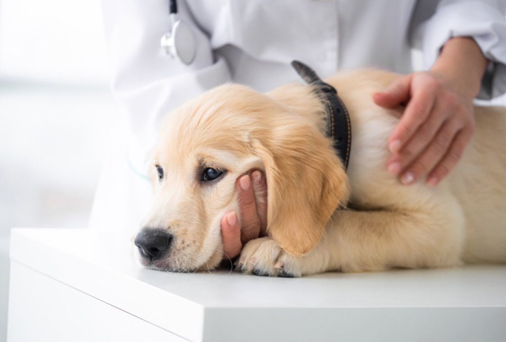 Tipos de insuficiencia renal en perros