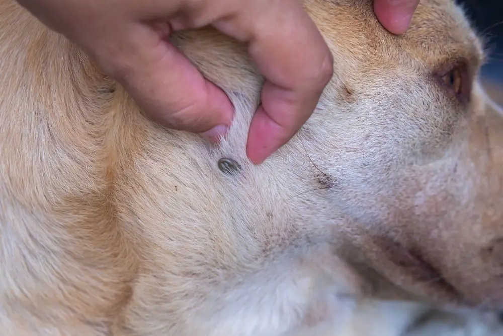 Tipos de parasitos externos