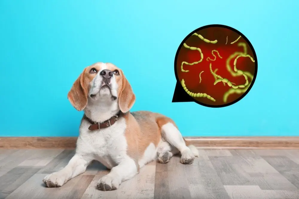 Tipos de parasitos internos