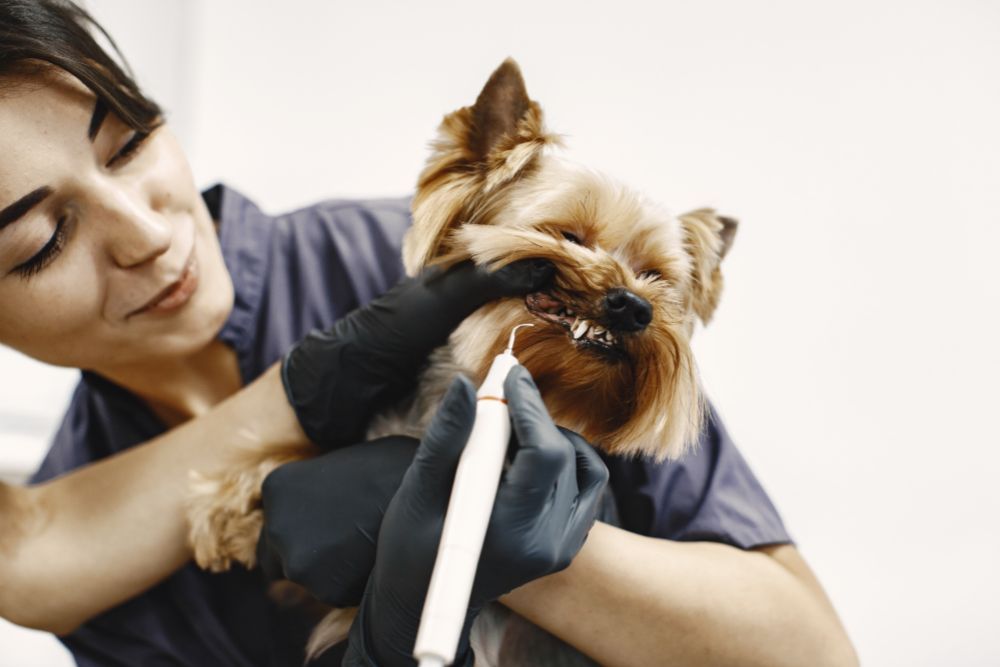 Visitas al veterinario para el cuidado dental