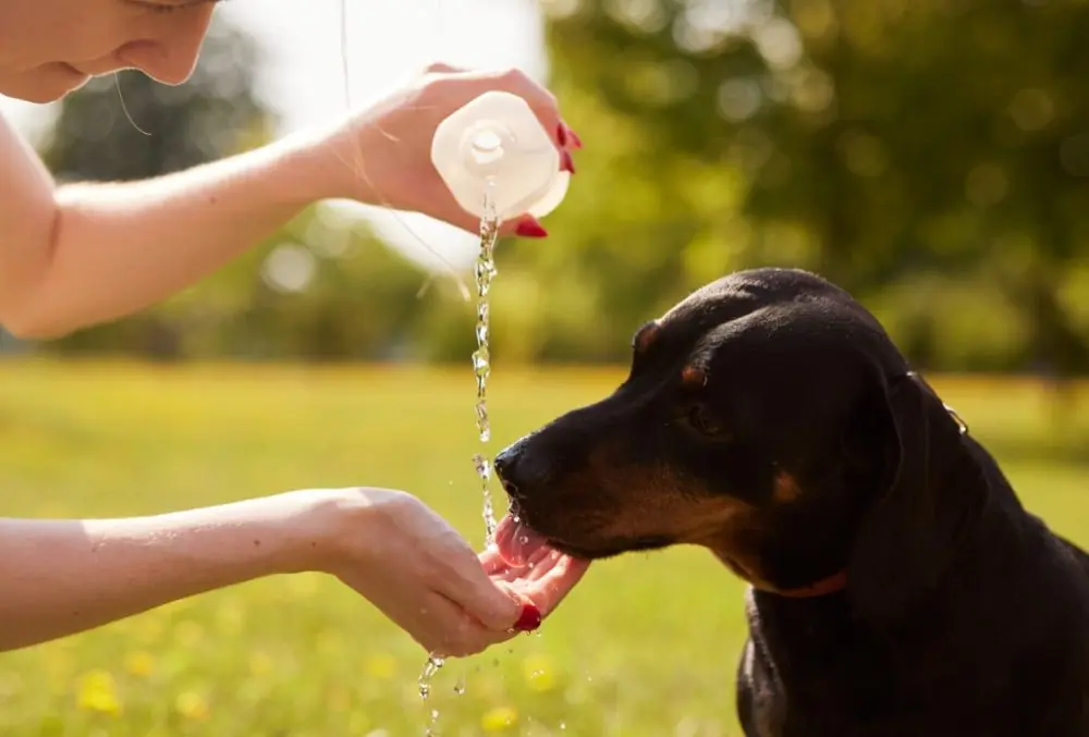 como podemos prevenir una torsion en el perro