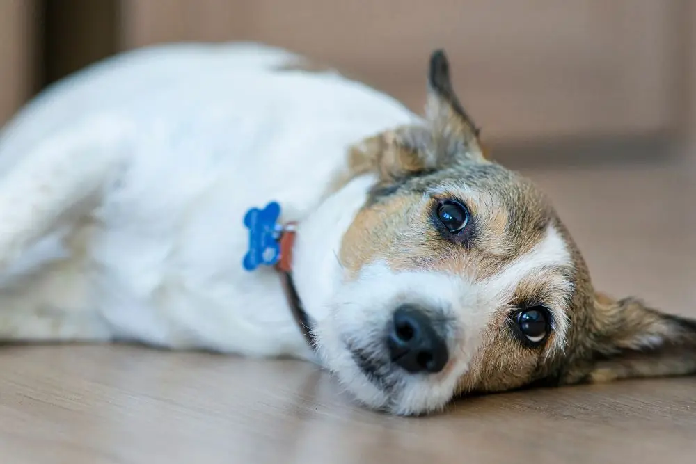 cuando debo preocuparme si mi perro muestra signos de problemas digestivos