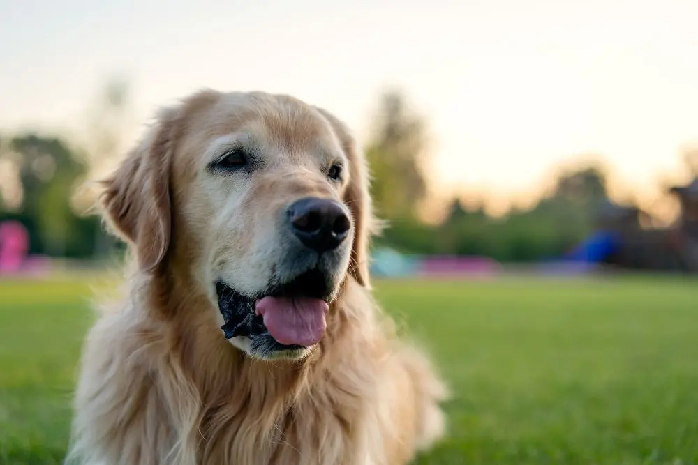 cuando suministrar probioticos a un perro