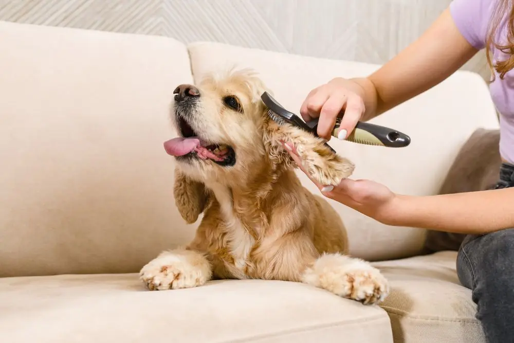 que necesitamos para desparasitar de forma natural en casa
