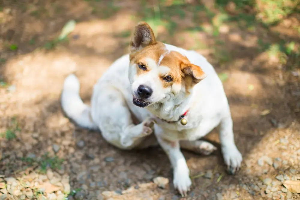 que parasitos afectan mas a los perros