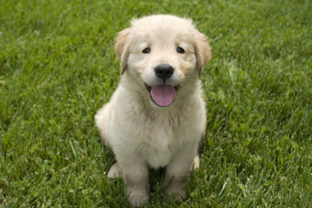 se pueden dar probioticos a un cahorro