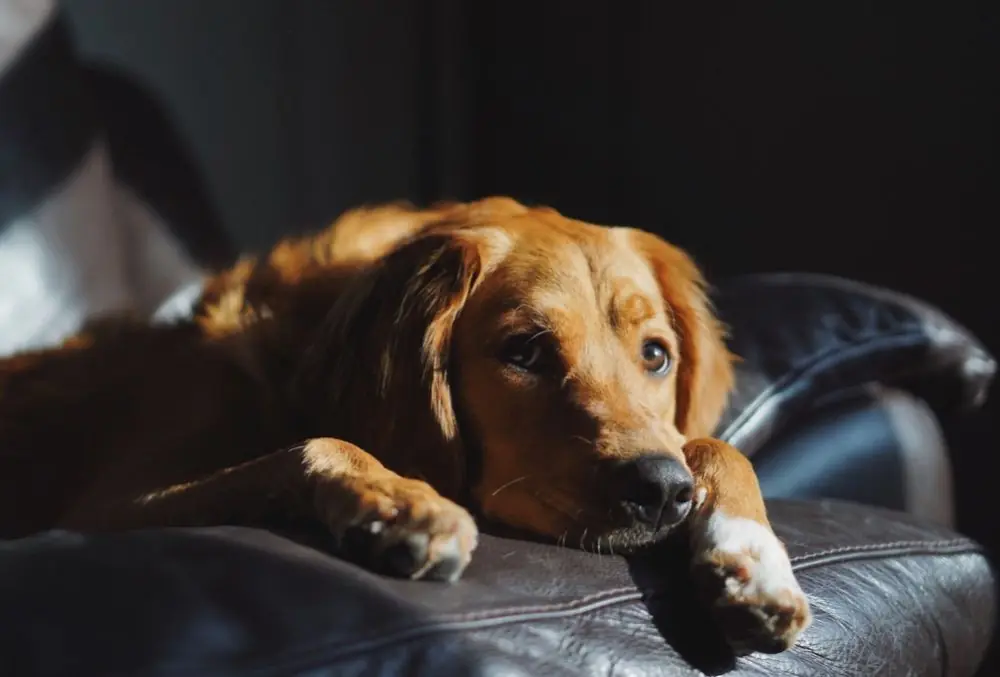 tipos de gastritis en perros