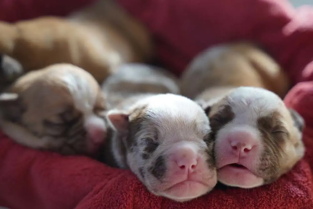 Alimentacion cachorros