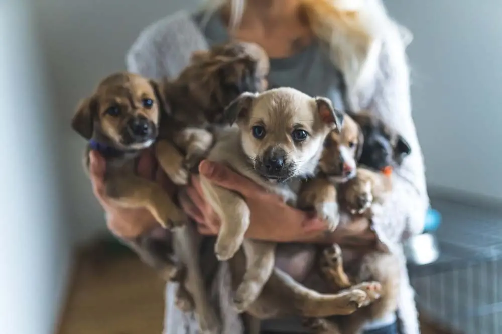 Alimentacion cachorros