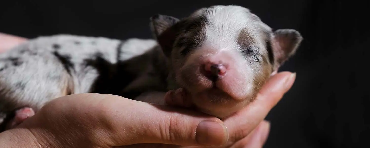 Guía de alimentación para cachorros