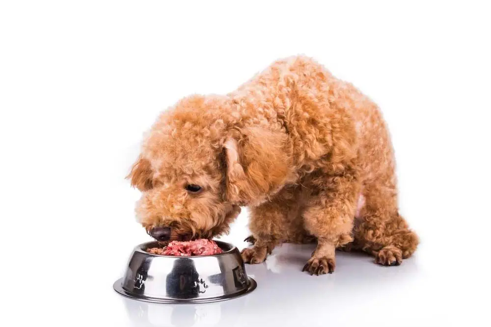 Alimentacion cachorros natural