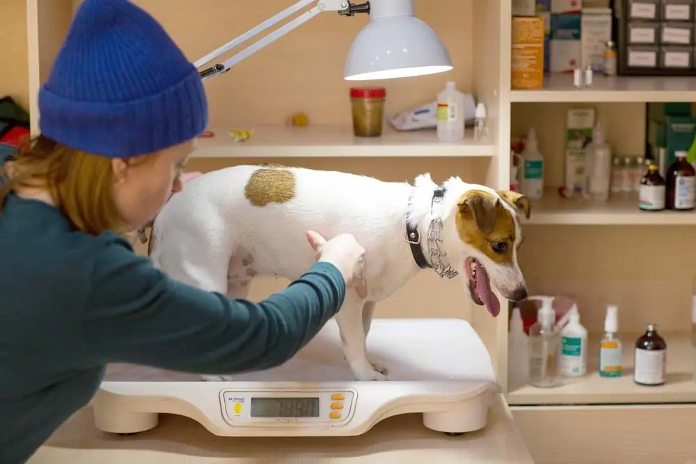 Control del sobrepeso en perros