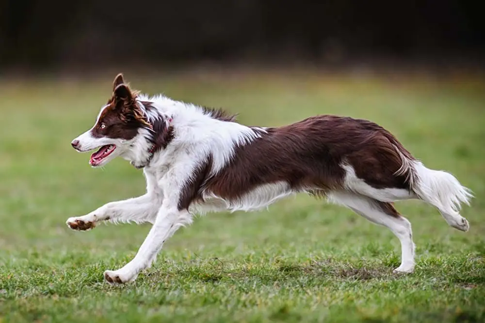 Alimentacion perros alta actividad fisica