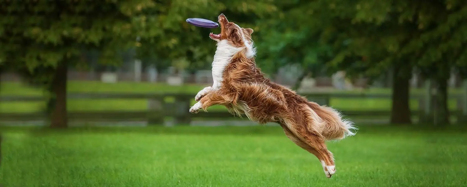 Guía de alimentación para perros con alta actividad física