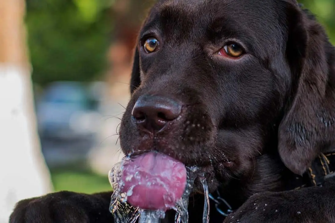 Alimentacion senior hidratacion