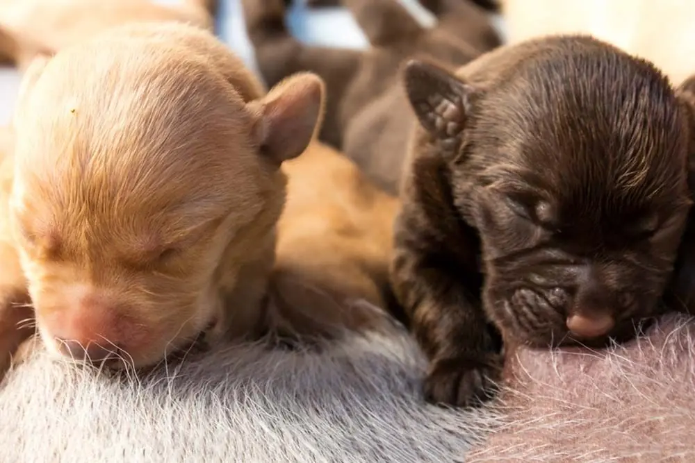 Cachorros lactantes