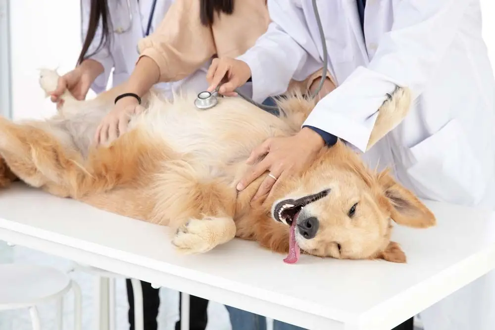 Castracion veterinario