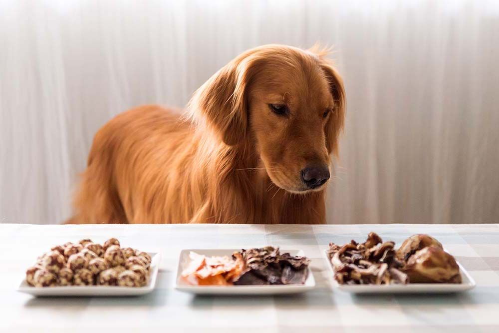 Como elegir mejor comida barf