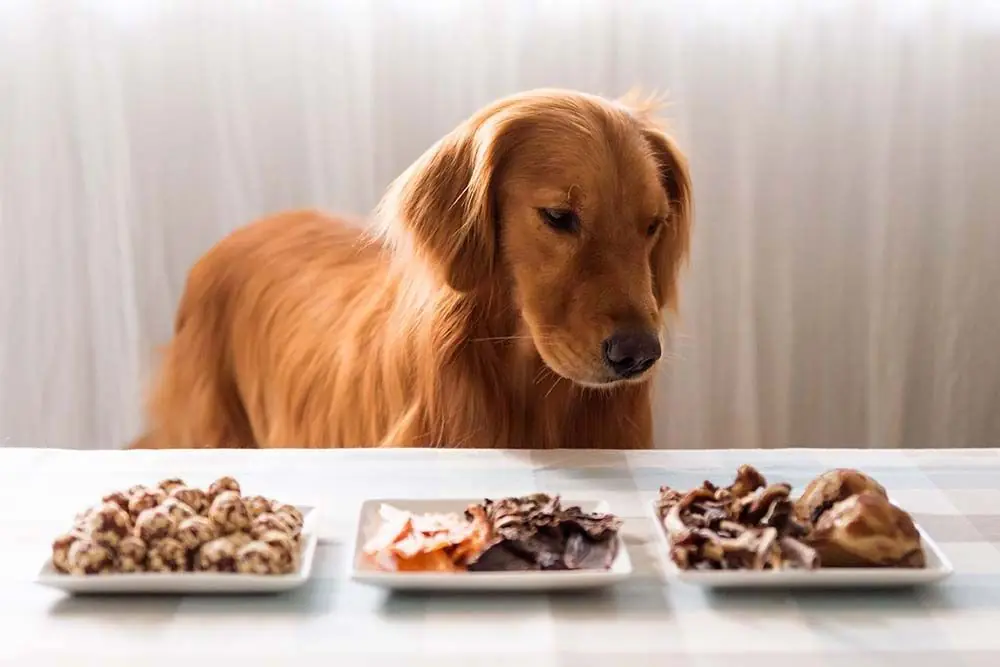 Como elegir mejor comida barf