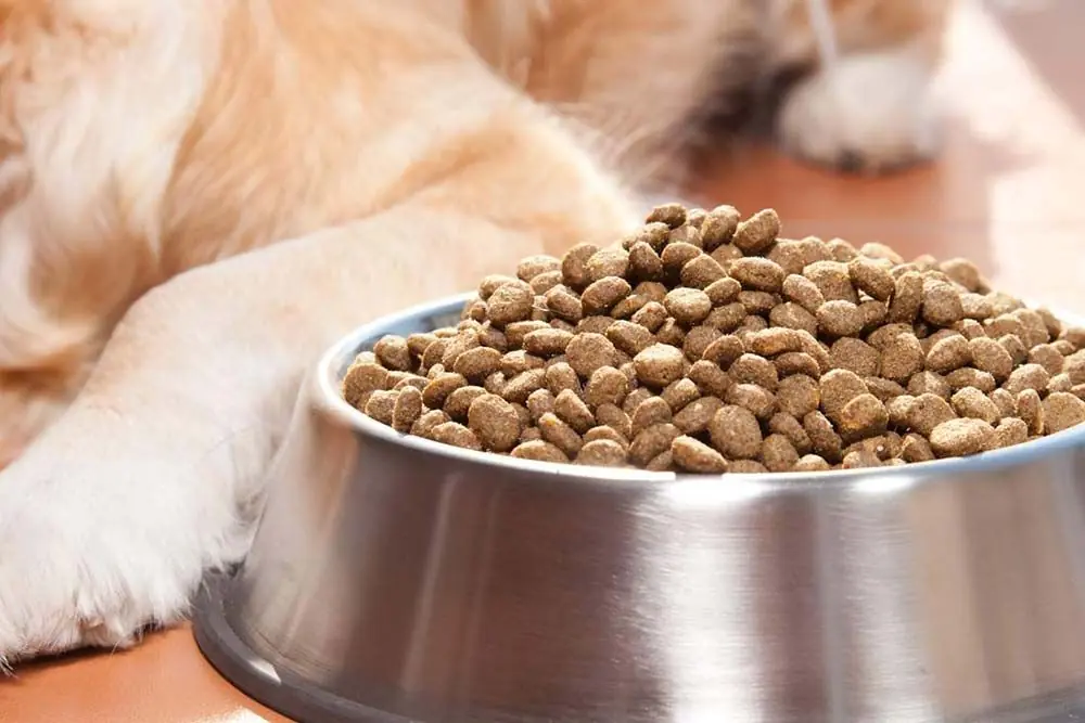 Como elegir mejor comida pienso