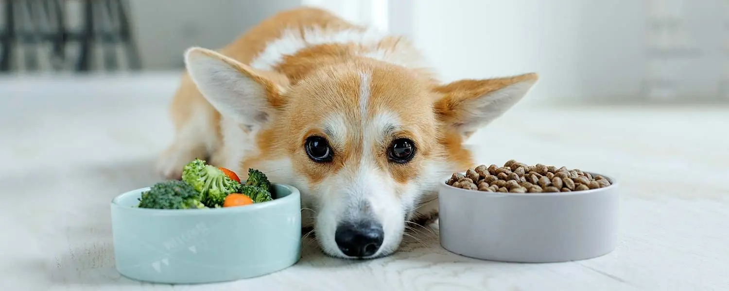 ¿Cómo elegir la mejor comida para perros?