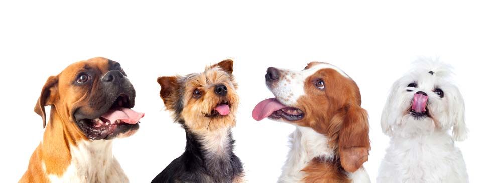 Como elegir mejor comida razas