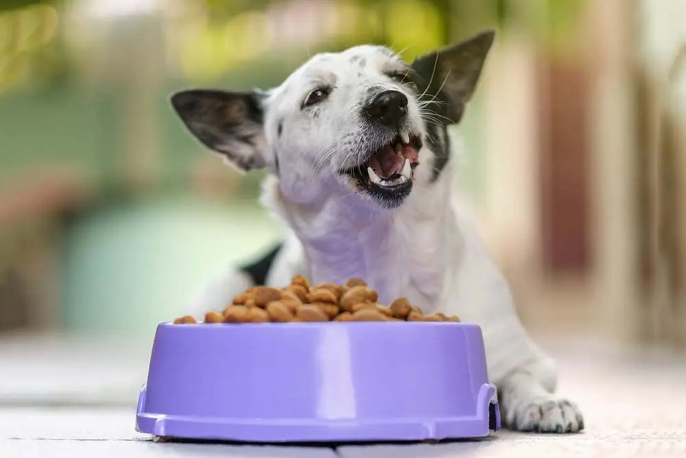 Como elegir mejor comida seca