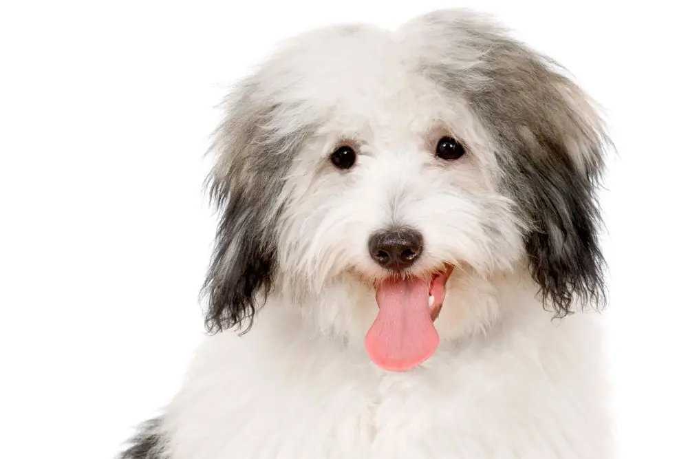 Coton de Tulear