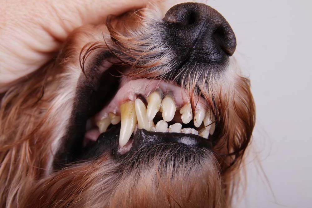 Cuidado dental perros senior