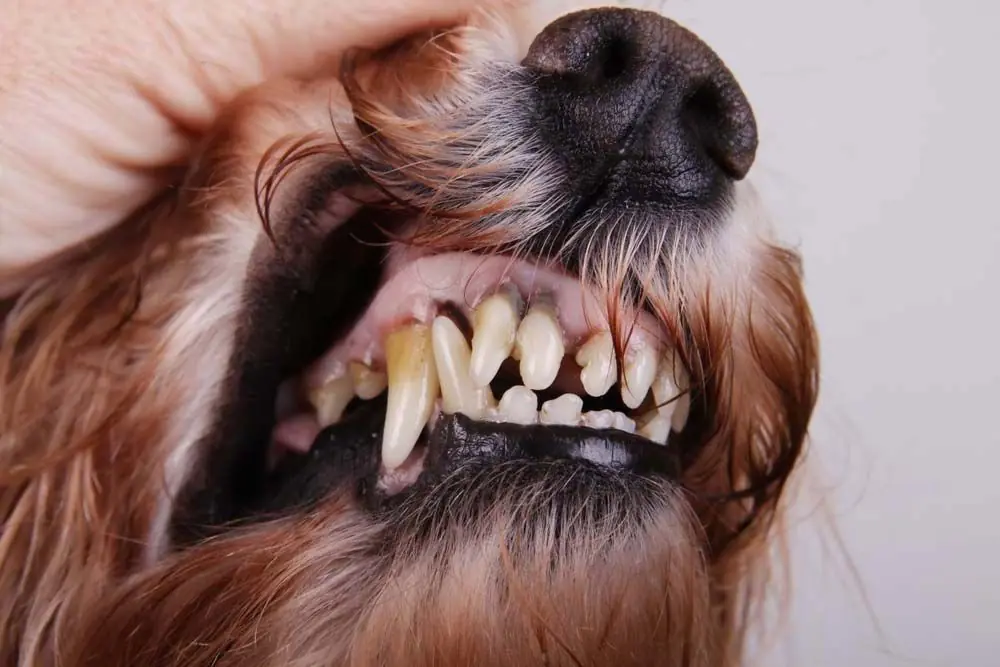 Cuidado dental perros senior