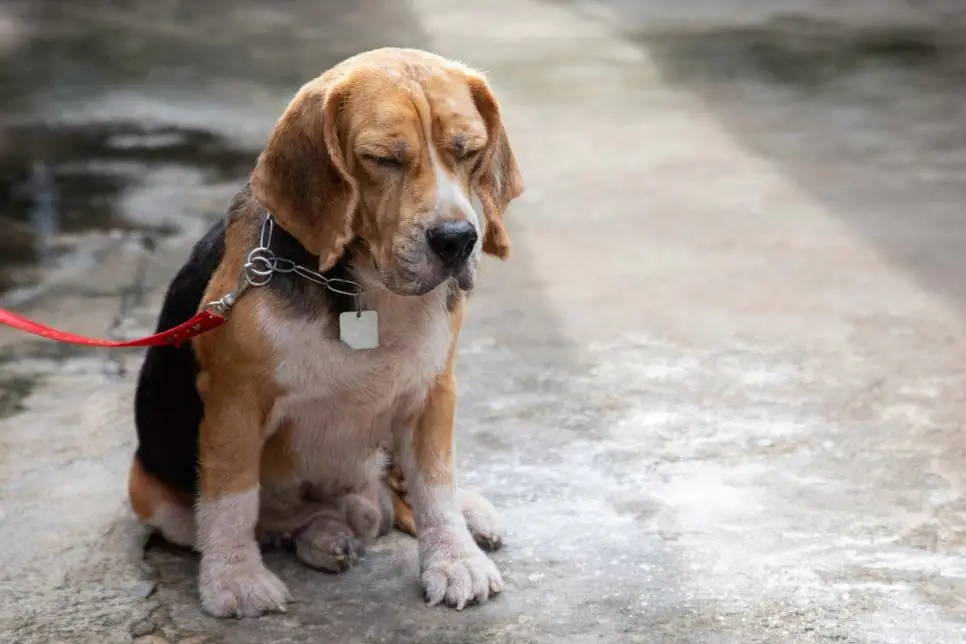 Depresion en perros falta animo