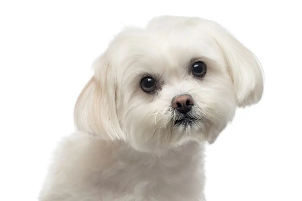 Descubre 6 encantadoras razas de perros pequeños blancos