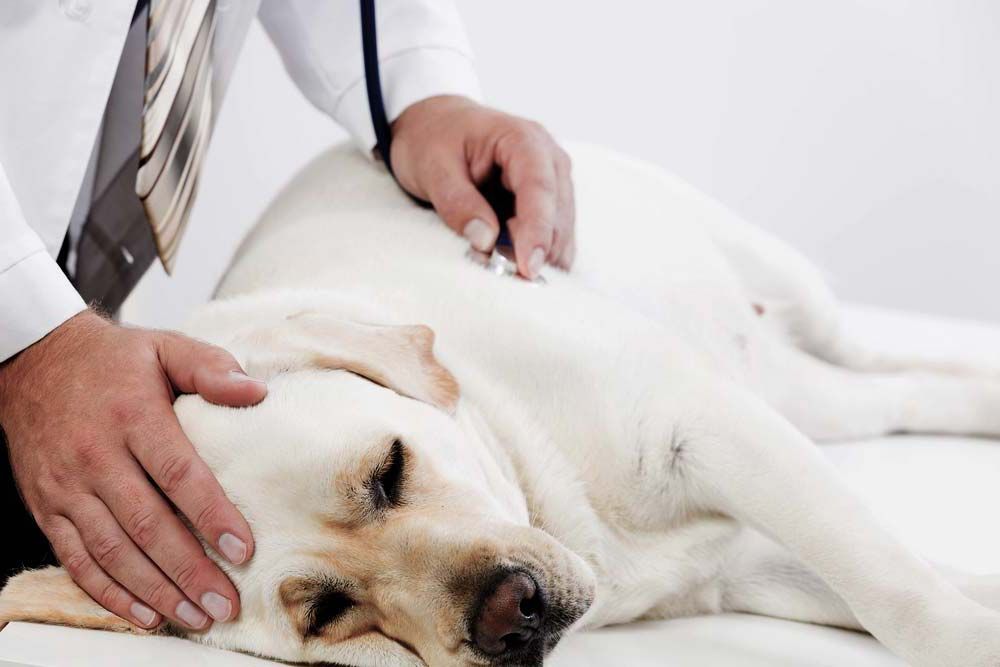 Enfermedades mas comunes cardiovascular