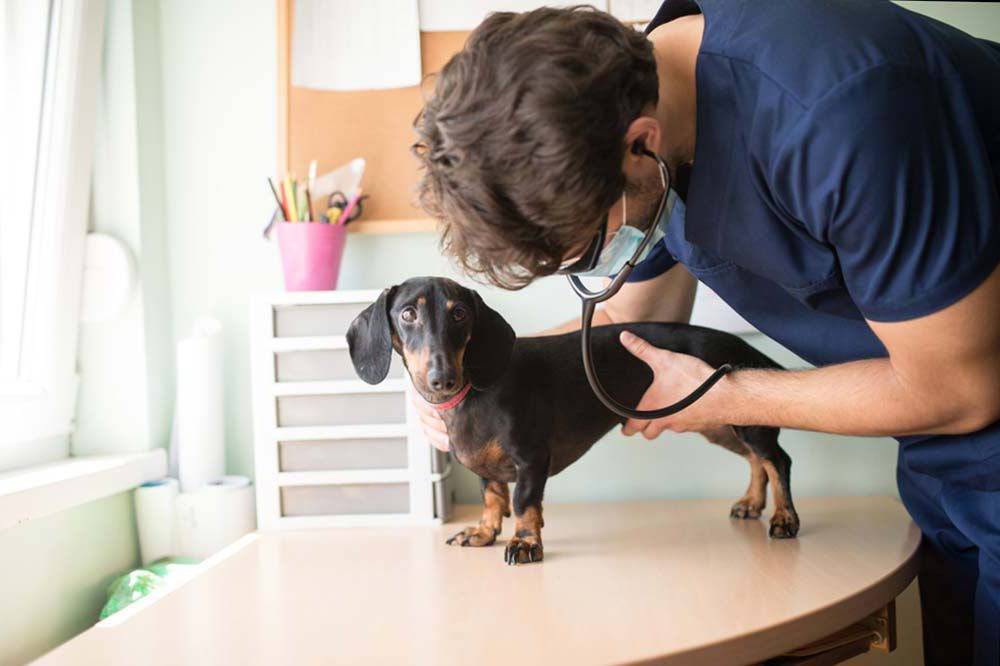 Enfermedades mas comunes chequeos veterinarios