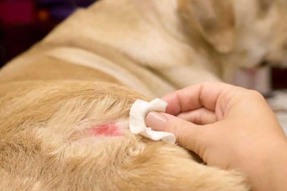 Enfermedades mas comunes dermatologicos