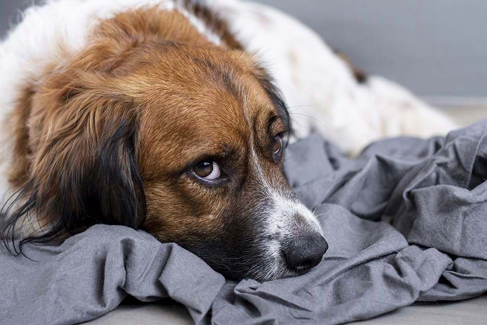 Enfermedades mas comunes digestivas