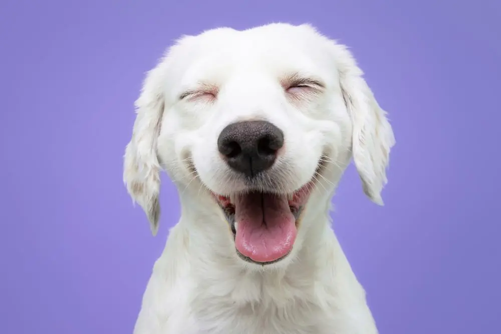 Happy nombre de perro feliz