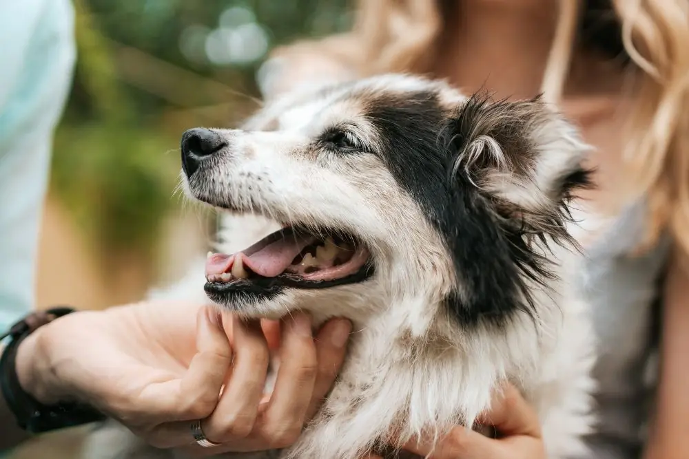 Nombres Aztecas perros