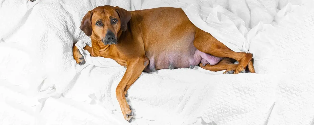 Guía de alimentación para perras embarazadas