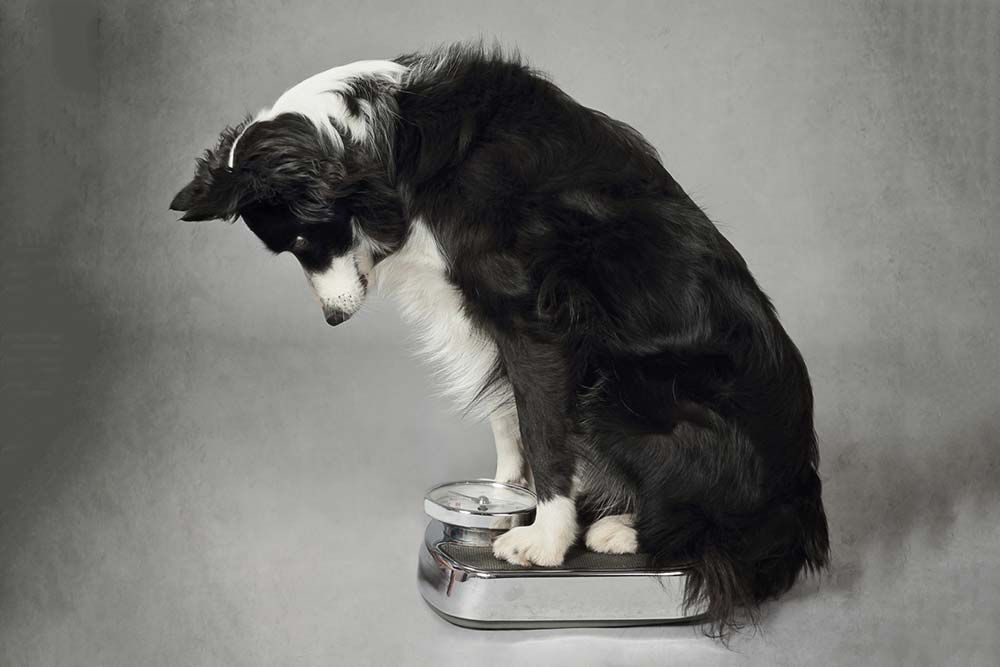 Alimentación para perros de razas grandes