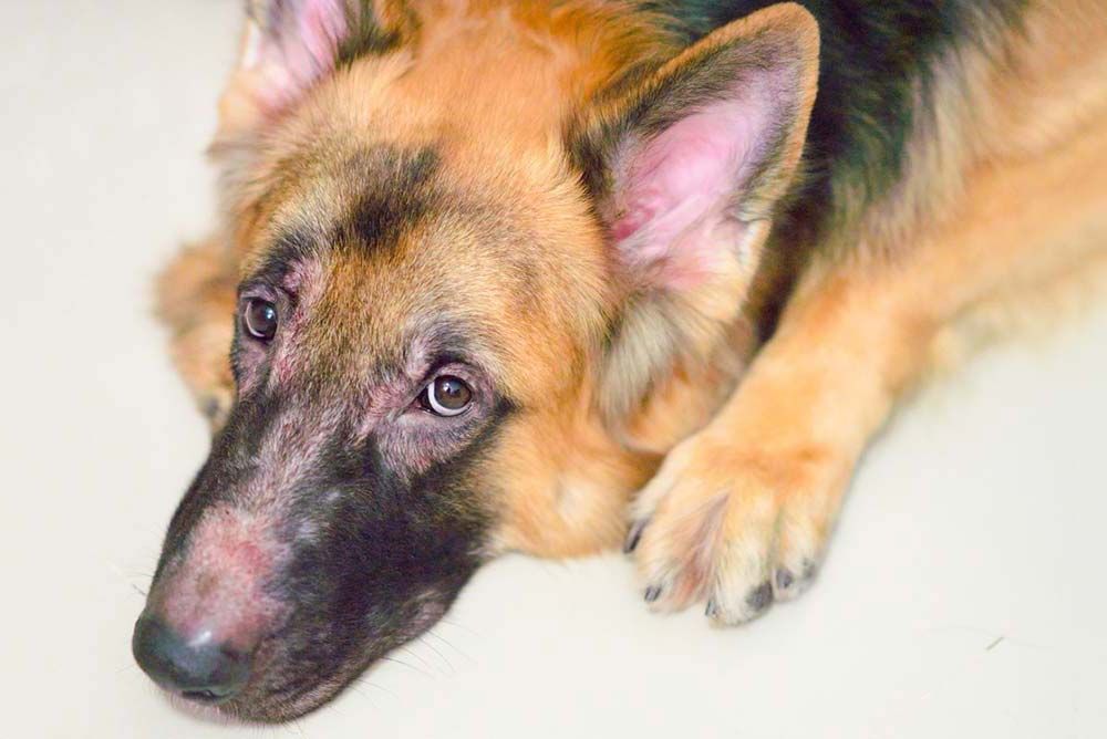 Piensos hipoalergenicos alergias cutaneas